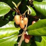 Elaeagnus multiflora Fruit