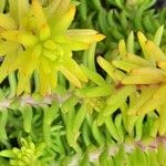 Sedum rupestre Листок