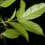 Paullinia pinnata Leaf