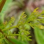 Tripleurospermum inodorum Ліст