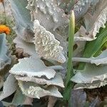 Kalanchoe beharensis Hoja