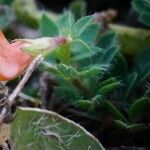 Lotus parviflorus 花