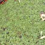 Salvinia natans Leaf