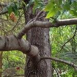 Quercus sartorii Kabuk