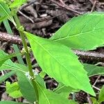 Lycopus uniflorus Leaf