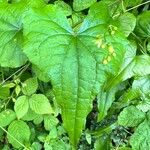 Dioscorea communis Blad