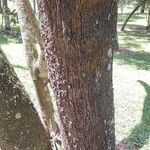 Clethra mexicana Bark
