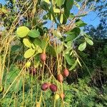 Simarouba amara Gyümölcs