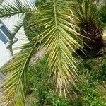 Phoenix canariensis Yaprak