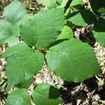 Rubus adscitus Blad