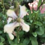 Eruca vesicaria 花
