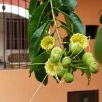 Duabanga grandiflora Flor
