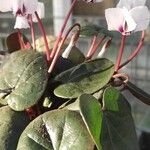 Cyclamen coum Habitatea