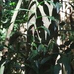 Pothos scandens Leaf