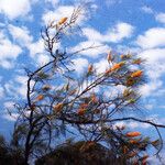 Grevillea excelsior Hábito