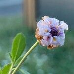 Phyla nodiflora Flower