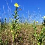 Oenothera glazioviana Flower