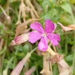 Silene schafta Flower