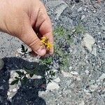 Solanum pimpinellifolium Kvet