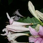 Coutarea hexandra Λουλούδι