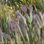 Polypogon maritimus Vekstform