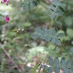 Lathyrus niger ഇല