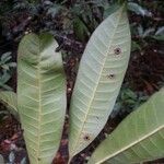 Pouteria jariensis Leaf
