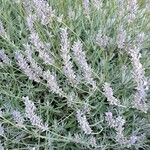 Lavandula latifolia Habit