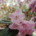 Rhododendron argyrophyllum Fleur