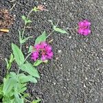 Silene armeria Costuma