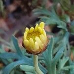 Argyranthemum frutescens Blomst