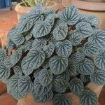 Peperomia caperata Foglia