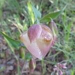 Calochortus albus Кветка