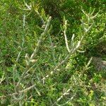 Cylindropuntia leptocaulis 葉