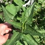 Heliopsis helianthoidesBlad