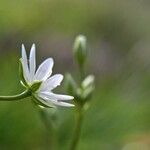 Stellaria graminea फूल