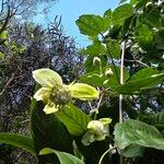 Clematis mauritiana Flower