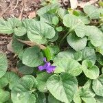 Viola mirabilis Цветок
