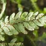 Adiantum hispidulum Sonstige