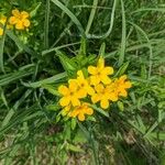 Lithospermum canescens Flower