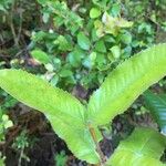 Eucryphia cordifolia Altro