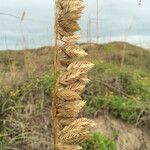 Uniola paniculata Meyve