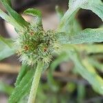 Filago pyramidata Maua