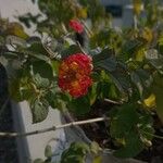 Lantana aculeata Flors