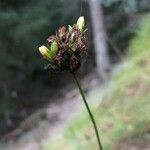 Hypericum montanum Blüte