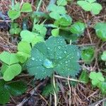 Alchemilla subcrenata Φύλλο