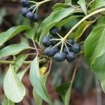 Hedera helix Owoc