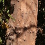Diospyros mweroensis Bark