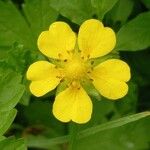 Potentilla reptans പുഷ്പം