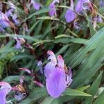 Roscoea purpurea Кветка